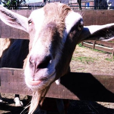 Gorgie City Farm, a tour attraction in Edinburgh, United Kingdom