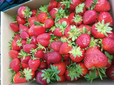 Polkadraai Strawberry Farm, a tour attraction in Cape Town, South Africa