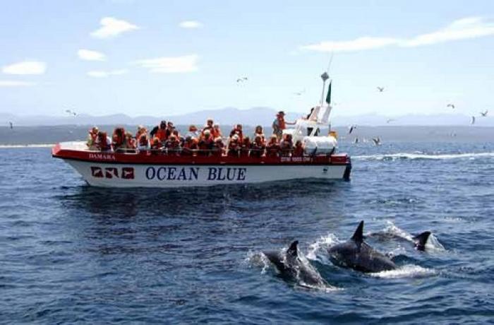 Dolphin and whale watching Plettenberg Bay, a tour attraction in The Garden Route South Africa