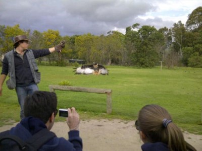 Eagle Encounters, a tour attraction in Cape Town, South Africa