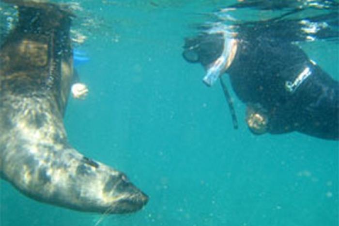 Swim with the Seals, a tour attraction in The Garden Route South Africa