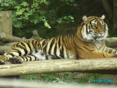 Dudley Zoo & Castle, a tour attraction in Birmingham, United Kingdom