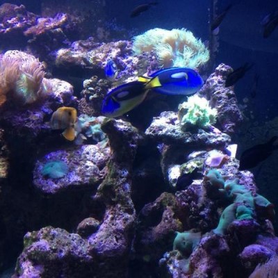Dallas World Aquarium, a tour attraction in Dallas, TX, United States     