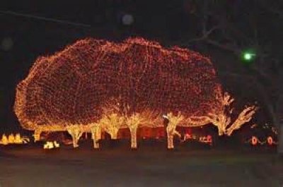 Trees, a tour attraction in Dallas, TX, United States     