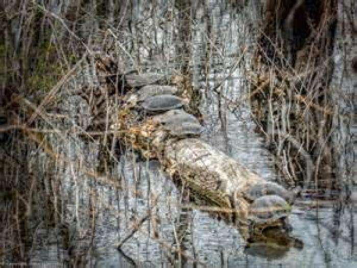 Heard Natural Science Museum & Wildlife Sanctuary, a tour attraction in Mckinney                     